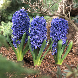 Aida Regular Hyacinth
