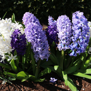 Sky Blue Hyacinth Mix