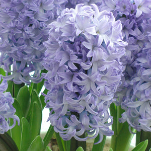 Caribbean Dream Regular Hyacinth