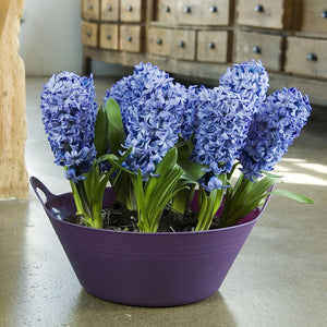 Delft Blue Forced Hyacinth