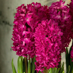 Jan Bos Forced Hyacinth