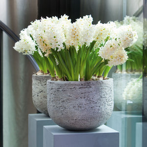 L'Innocence Forced Hyacinth