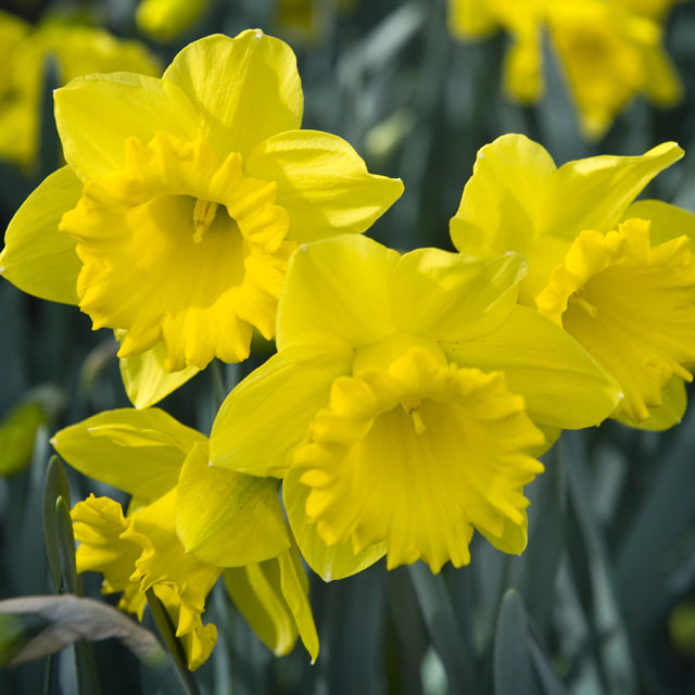 Rynveld Early Sensation Cupped Narcissi - Botanus