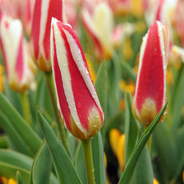 The First Kaufmanniana Tulip - Botanus