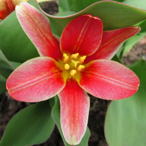 Fashion Kaufmanniana Tulip