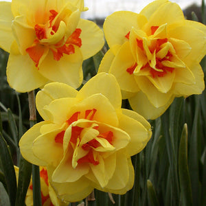Tahiti Double Narcissi