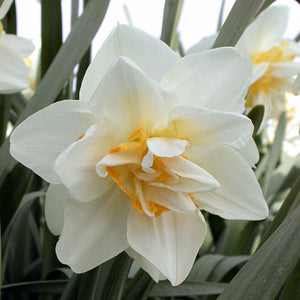 White Lion Double Narcissi