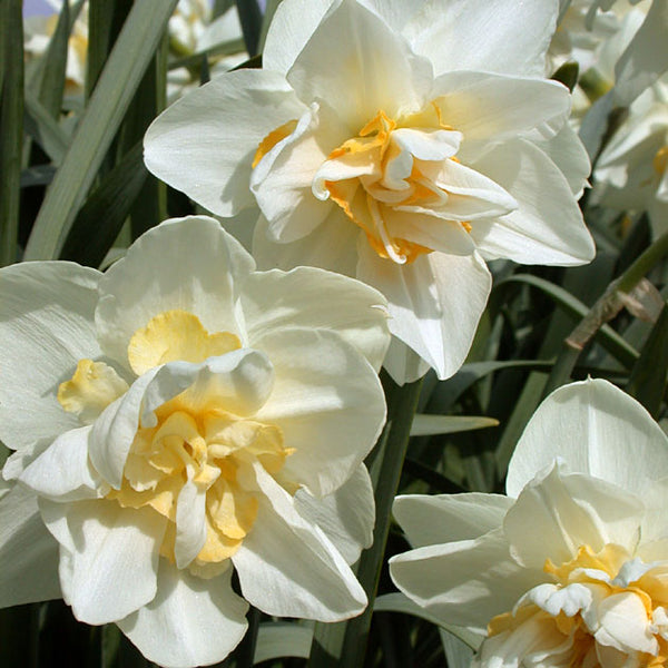 White Lion Double Narcissi - Botanus