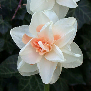 Delnashaugh Novelty Narcissi