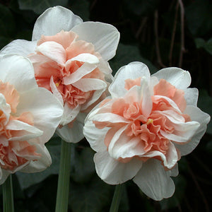 Delnashaugh Novelty Narcissi