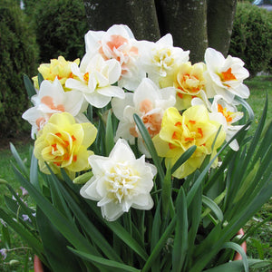 Twice as Nice Double Narcissi Mix
