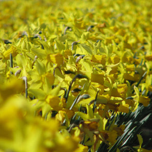 February Gold Rock Garden Narcissi