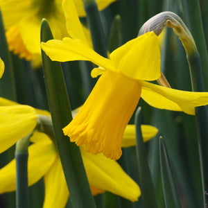 February Gold Rock Garden Narcissi