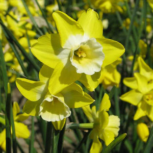 Hillstar Novelty Narcissi