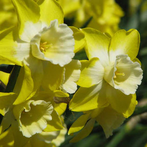 Hillstar Novelty Narcissi
