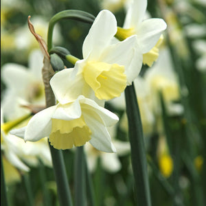 Sailboat Rock Garden Narcissi