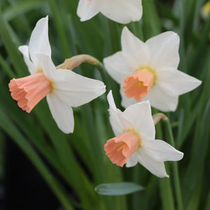 Iwona Rock Garden Narcissi