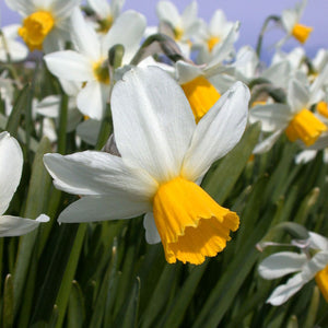 Jack Snipe Dwarf Narcissi