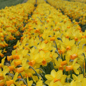 Jetfire Dwarf Narcissi