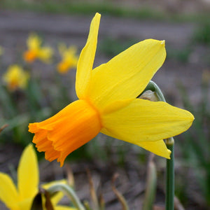 Jetfire Dwarf Narcissi