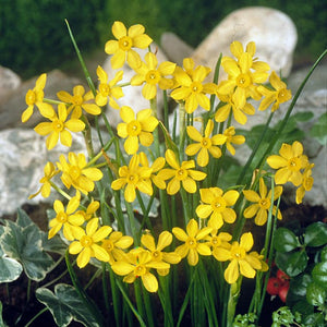 Baby Moon Mini Narcissi
