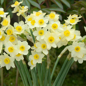 Minnow Mini Narcissi 
