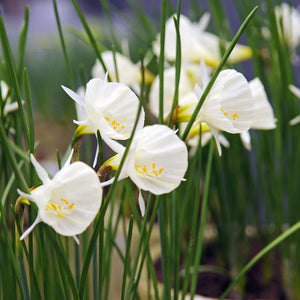 Arctic Bells Mini Narcissi