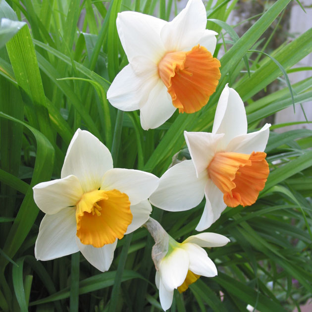 Chromacolor Cupped Narcissi - Botanus