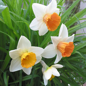 Chromacolor Cupped Narcissi