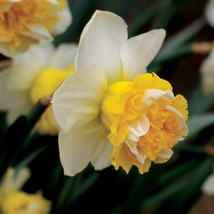 Wave Novelty Narcissi