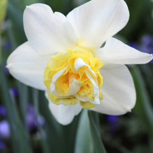 Wave Novelty Narcissi