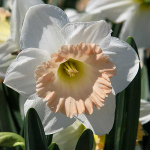 British Gamble Novelty Narcissi 