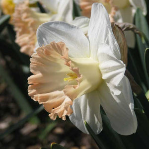 British Gamble Novelty Narcissi 