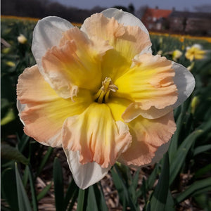 Edinburgh Collector Series Narcissi