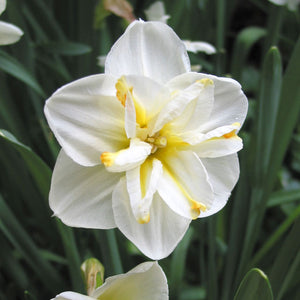 Lemon Beauty Collector Series Narcissi