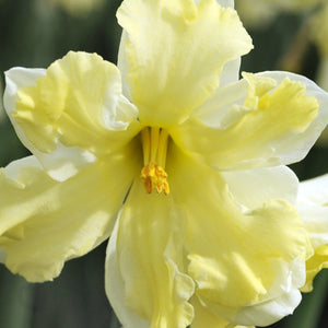 Cassata Collector Series Narcissi