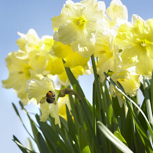 Cassata Collector Series Narcissi