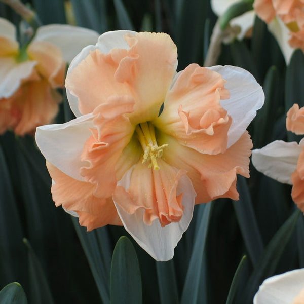 Apple Pie Collector Series Narcissi - Botanus