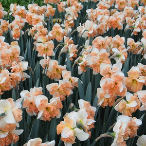 Apple Pie Collector Series Narcissi 