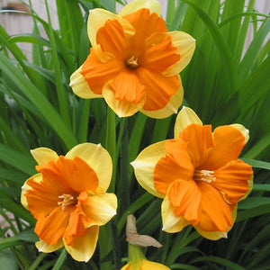 Congress Novelty Narcissi