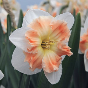 Cum Laude Novelty Narcissi 