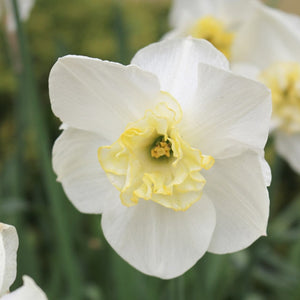 Papillion Blanc Novelty Narcissi