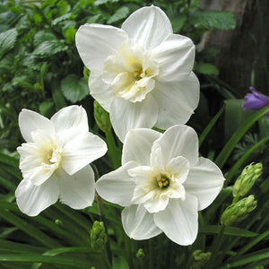 Papillion Blanc Novelty Narcissi