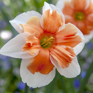 Electrus Collector Series Narciss