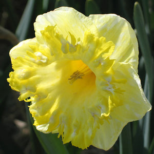Snowtip Collector Series Narcissi