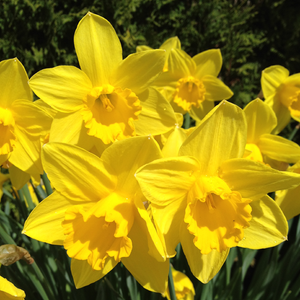 King Alfred Type Trumpet Daffodil