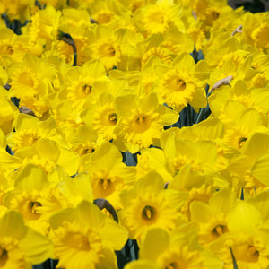 Dutch Master Trumpet Daffodil