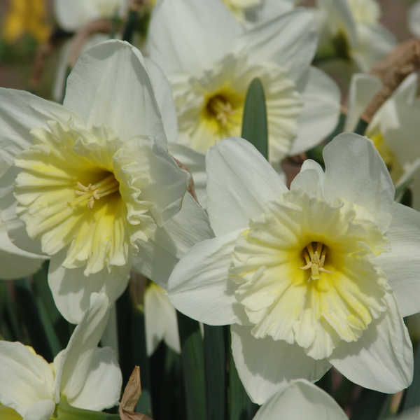 Ice Follies Cupped Narcissi - Botanus