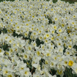 Ice Follies Cupped Narcissi
