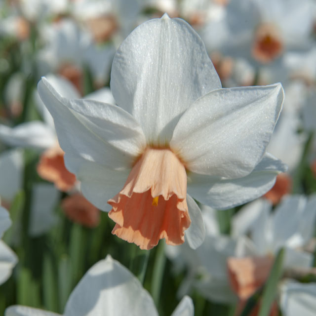 Pink Charm Cupped Narcissi - Botanus